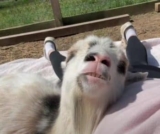 Goat Snuggles Make This Farmer’s Sunday Extra Special