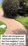 Golden Retriever Caught Sneaking Into Neighbor’s Pool, Again – In Neighbor’s Pool