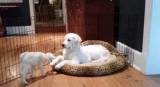 Golden Retriever Puppy Completely ‘Loses-It’ When He Meets A Baby Goat
