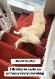 Golden Retriever Slides Downstairs Every Morning in Adorable Daily Ritual