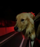 Golden Retriever Stuns Internet With Passionate Siren Performance