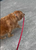 Golden Retriever Walks Himself Home After Disagreeing With Dog Walker’s Route