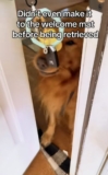 Golden Retriever ‘Retrieves’ Owner in Viral Welcome Home Video