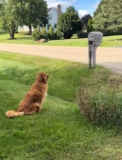 Golden Retrievers Falls in Love with His Next-Door Neighbor