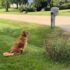 Golden Retriever Spots His Best Friend Home for College and Breaks Speed Records