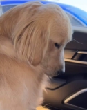 Golden Retriever’s Side-Eye Over Missed Pup Cup Leaves Viewers Laughing