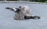 Great Dane Melts Hearts with Hilarious ‘Meditation’ on Trampoline