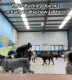 Great Dane Turns Doggy Day Care Into a Rodeo With “Unintentional Ride”