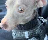 He Was Adopted to Be Her Calm Companion, But He’s Still Learning