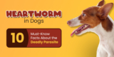 Heartworms in Dogs: 10 Must-Know Facts About the Deadly Parasite
