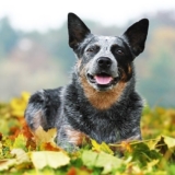 Herding Dog Breeds: Livestock vs. Companion Breeds