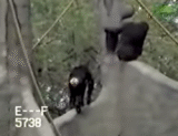 Hero Risks Life Jumping Into Moat to Save Chimp While Zoo Staff Watches