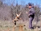 Heroic Man Approached Trapped Coyote With Pliers In Hand