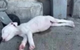 Hopeful Pup Waits by Shelter Gate, Still Dreaming of a Forever Home