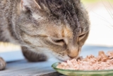 How Much Wet Food To Feed a Cat