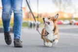 How to Choose the Right Dog Leash, Collar, or Harness for Your Pup