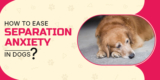 How to Ease Separation Anxiety in Dogs?