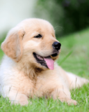 How to Set Up a Puppy Play Pen: From a Professional Dog Trainer