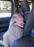 Husky Gives Owner the Cold Shoulder After Leaving Favorite Pet Store