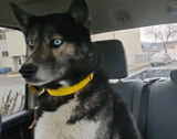 Husky Realizes He’s at the Groomer, Not Day Care, His Facial Reaction Says It All