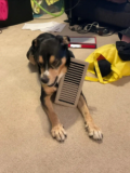 Internet Reacts Wildly After Dog Found Hanging by Collar in Home Vent