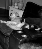 Kitten Rescued From Car Engine Caught On Camera “Snuggling” With New Best Friend