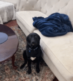 Labrador Puppy Destroys Plant, Then Proudly Lies in the Mess He Made