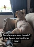 Labrador’s Joyful Reaction to Owner’s Ex Proves Their Bond Never Ended