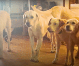 Labs Frozen From Fear Stood By Door, Unaware Their Bliss Was On The Other Side