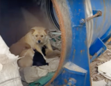 Lady Meets Mama Dog Living In Barrel With Her Babies But They’re ‘Not All Puppies’