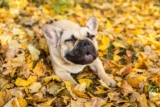 Late Summer Dog Symptoms & What They Really Mean