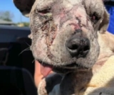 Left to Fend for Herself, Jessie’s Road to Recovery Will Inspire You