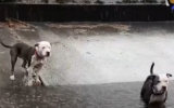 Louisiana Rescuers Find 2 Pit Bulls Stuck in Canal and Rush to Save Them