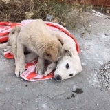 Loyal Brother Stays Beside Injured Dog Until Rescue Team Comes