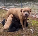 Mama Dog Carries Her Pups To A House That Had Its Lights On
