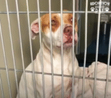 Mama Took Runt Of The Litter And Held Her Close Knowing She Needed Her Most