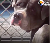 Man Adopts Pit Bull, Can’t Sleep Thinking About The Other Dog He Left There
