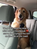 Man Finds Soaked Dog During Emotional Drive, And It Changed Him