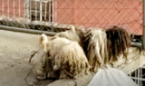 Matted Dogs Chained On Rooftop Get The Call They’ve Been Waiting For