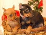 Miniature Pinscher Dog Breed Information – Petsworld