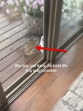 Mischievous Frenchie Goes Viral for Screen Door Escape