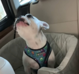 Mom Tells Her Dog Park Is Closed, Pup Throws Hilarious Tantrum To Protest