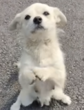 Mother Dog Blocks The Road And Begs For Food For Her Little Puppies