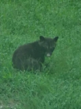 Mystery Animal Spotted Near Lake Sparks Online Debate