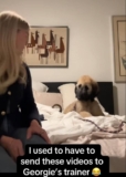 Naughty Afghan Hound Puppy’s Playful Antics Leaves Owner and Viewers In Hysterics