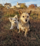 Nervous Stray Puppy Springs To Life When Her Terrified Mom Is Rescued