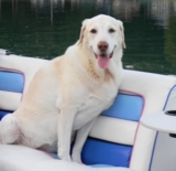 New Cancer Vaccine for Dogs Shows Promising Results in Trials