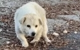 Old Dog Walks Miles Every Day Hoping His Former Owner Will Feed Him
