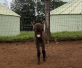 One Look at This Baby Donkey and You’ll See Why He’s So Special