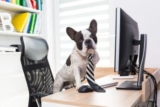 Optimize Office Pet Day With These 15 Amazon Picks